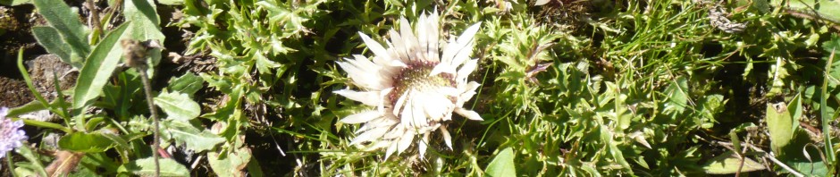 La Schuss